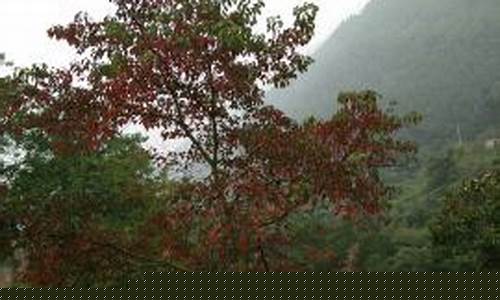 宣汉天气预报一周15天_如何修改微信群名称备注
