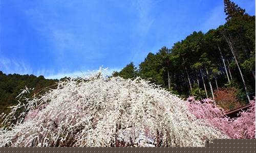 奈良天气40天_奈良天气