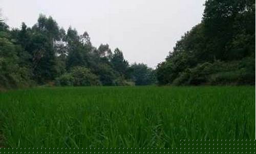 连平天气预报15天查询_连平县天气预报一周天气